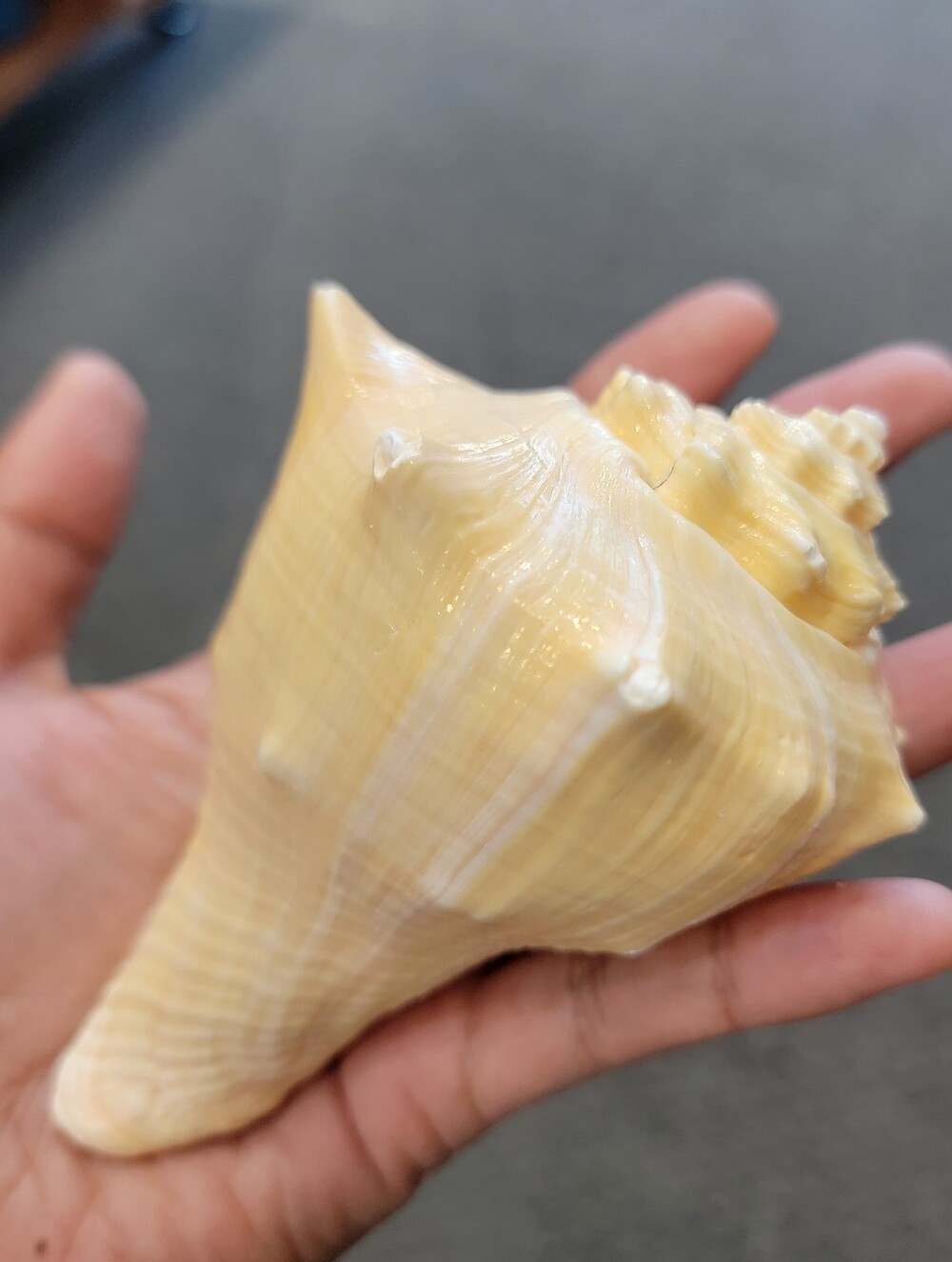 1pc Natural Yellow Conch Shell Décor - Home Accents